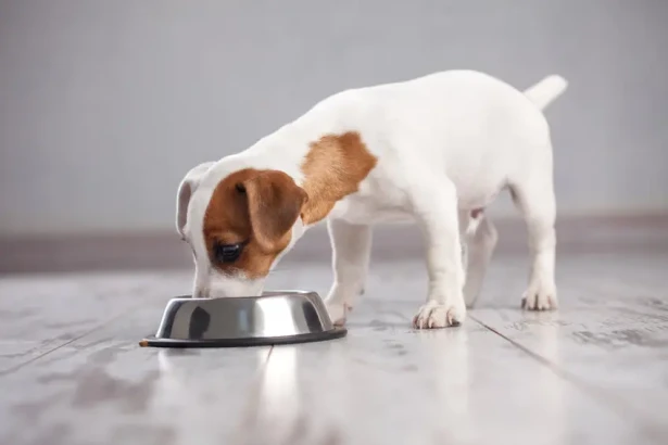 Nourriture humide pour chien : quels bénéfices pour la santé ?