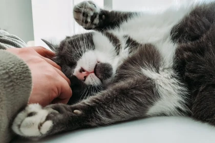 Assurance animal : quelle formule choisir pour protéger son chien ou son chat ?