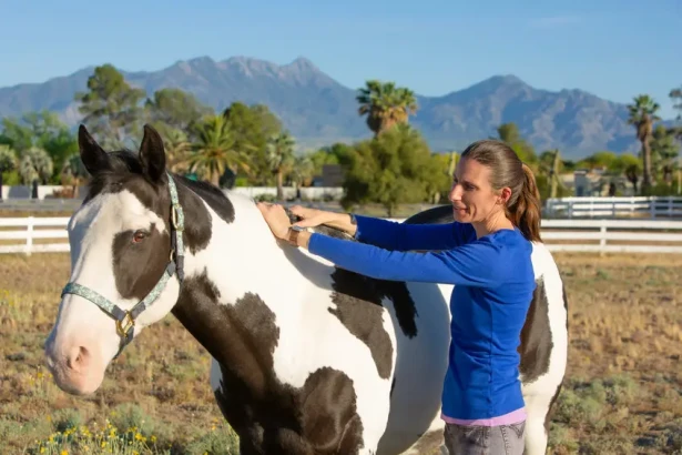 Quels sont les frais vétérinaires à prévoir pour votre cheval ?