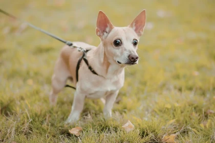 Harnais anti-traction pour chien : pourquoi le choisir pour des promenades plus sereines ?