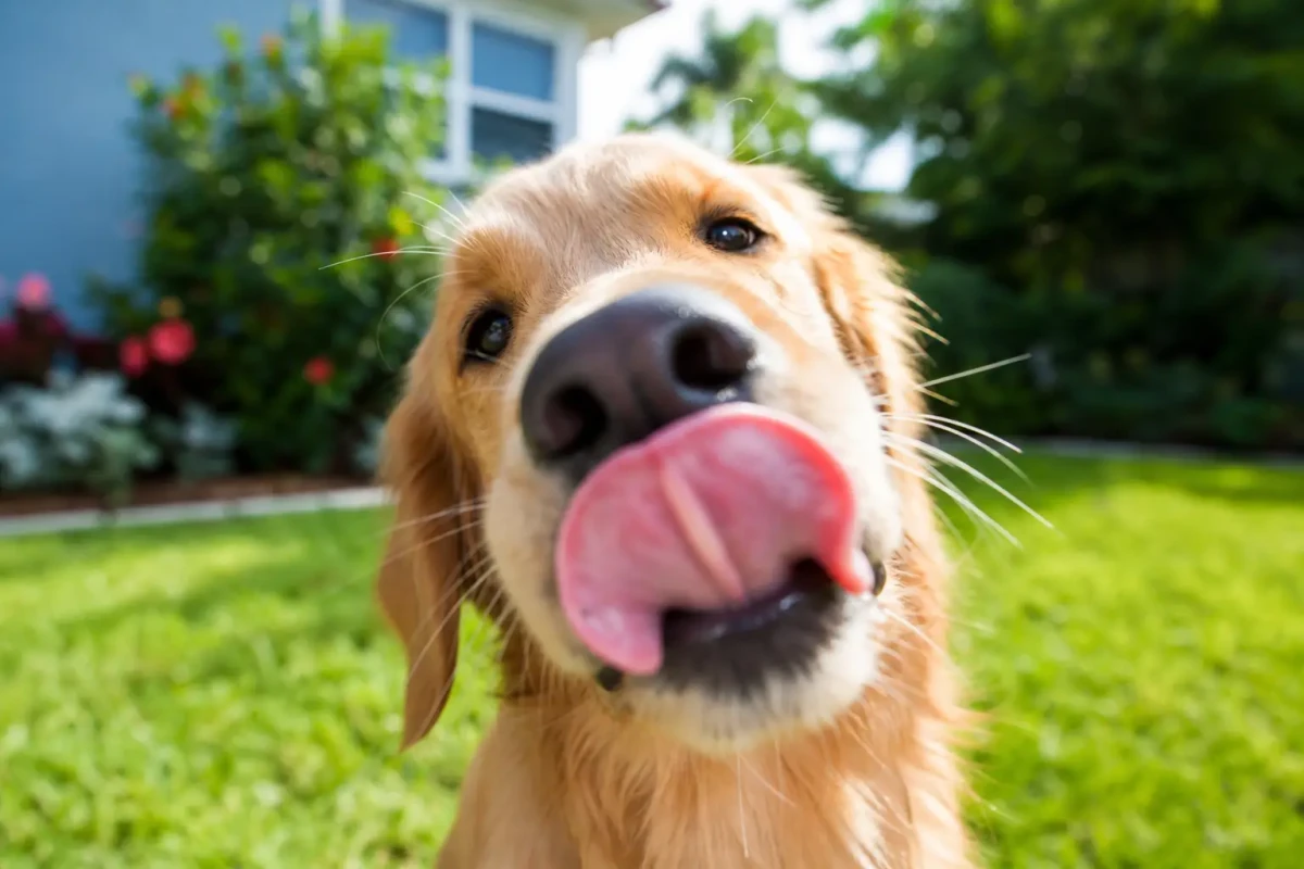 Que signifie vraiment le fait qu’un chien vous lèche le visage ?
