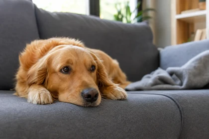 Quels sont les 3 signes qu&rsquo;un chien s&rsquo;ennuie ?