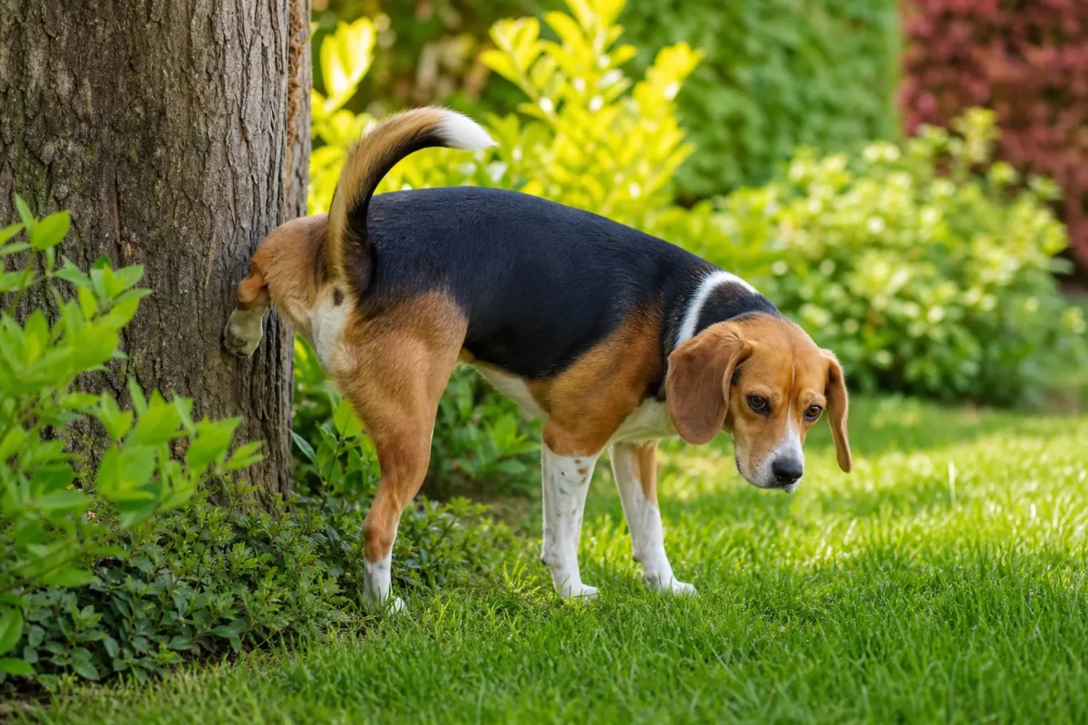 Quelle odeur attire les chiens pour faire pipi ? Quelle odeur attire les chiens pour faire pipi ?