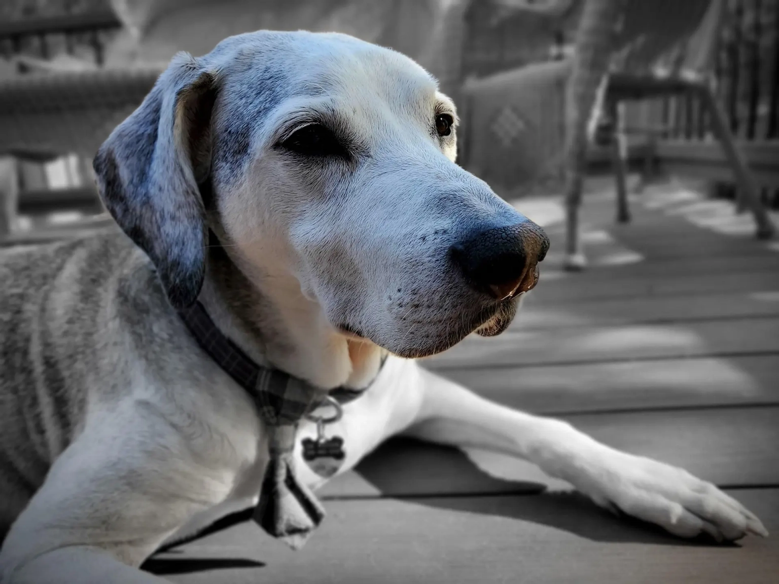 Chien âgé : comment adapter son suivi de santé ? Chien âgé : comment adapter son suivi de santé ?