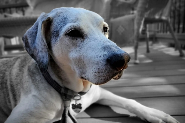 Chien âgé : comment adapter son suivi de santé ?